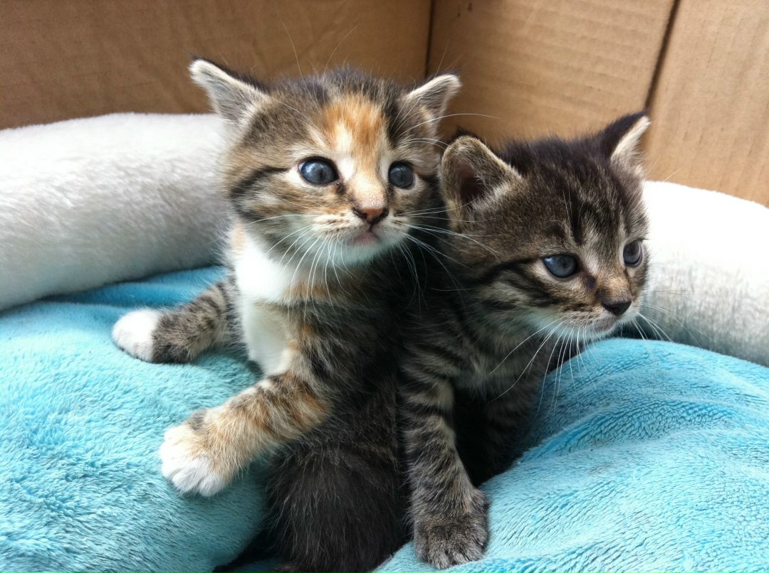 Роберт Текеев фотография #14