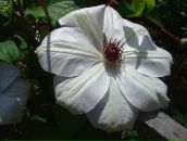 Фотография Любимой Ирины