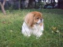 Тарас Кушнир фотография #33 (источник - https://vk.com/id8739159)