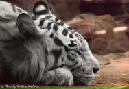 Фотография Манулова Александра