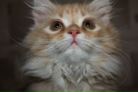 Фотография Четиной Екатерины