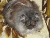 Еріка Маркевич фотография #10 (источник - https://vk.com/id11275356)