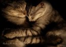 Фотография Степкиной Елены