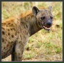 Giena ^^^^^^^^^^ фотография #1