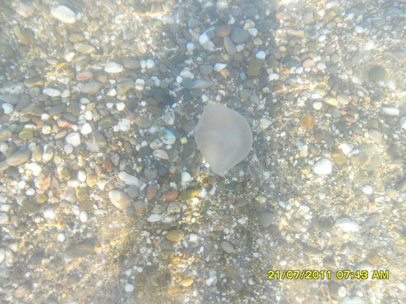 Инна Стешенко фотография #7