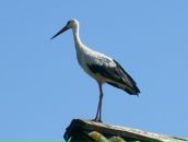 Фотография Воскресенской Анастасии