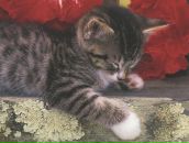 Фотография Султановой Альбины