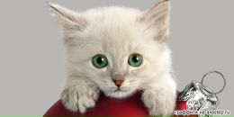 Фотография Шварченко Елены