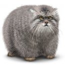 Свин ^_^ фотография #45 (источник - https://vk.com/id60082165)