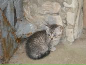 Фотография Сафонов Сергей