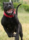 Tayson Pitbul=jermani фотография #29 (источник - https://vk.com/id70604395)