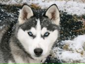 Фотография Болдина Димы