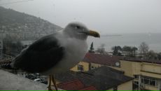 Erkan Kilic фотография #21 (источник - https://vk.com/id139462154)