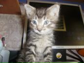 Фотография Смирнов Валерий