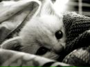 Катя Катіна фотография #40 (источник - https://vk.com/id9392131)