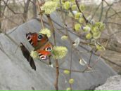 Фотография Таубе-Гаркуновой Ирины