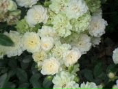 Фотография Пориной Юлии