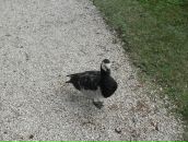 Олег Пасічник фотография #50 (источник - https://vk.com/id53254187)