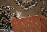 Андрей Рыбкин фотография #50 (источник - https://vk.com/id2490301)