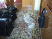 Діана Марченко фотография #40 (источник - https://vk.com/id133885604)