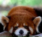 Фотография Мысливец Натальи