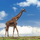 Фотография Погорелова Александра