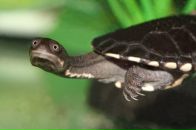 Богдан Костів фотография #41 (источник - https://vk.com/id28552794)