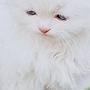 Іванна Панчук фотография #36 (источник - https://vk.com/id70090382)