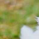 Іванна Панчук фотография #49 (источник - https://vk.com/id70090382)