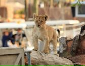 Левон Мкртчян фотография #14 (источник - https://vk.com/id6579978)