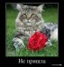  фотография #8