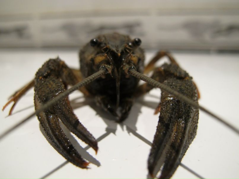 Сергей Шкарин фотография #39