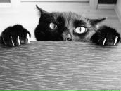 Фотография Хасановой Дианы