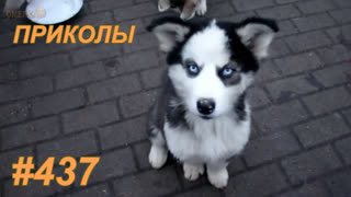 Приколы июнь 2019 №437