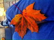 Міша Kamikadze фотография #8 (источник - https://vk.com/id17847032)