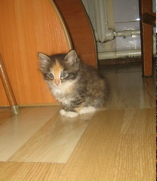  фото №11