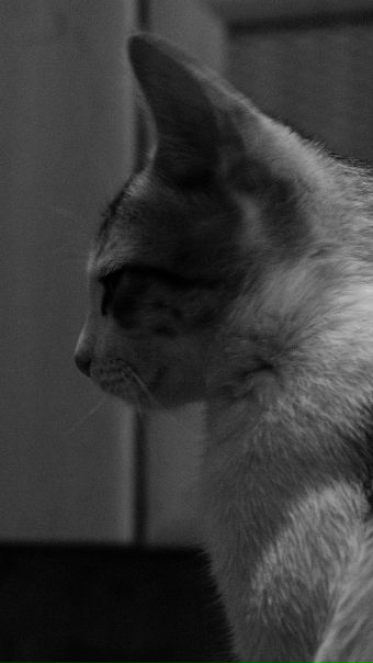 Cat Devil фото №7