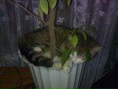 Пушкін Ос фотография #14 (источник - https://vk.com/id43388622)