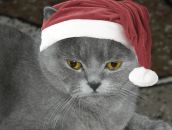 Фотография Ромашиной Анны