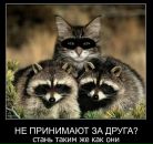 Анатолий Симоненко фотография #44 (источник - https://vk.com/id3399989)