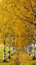 Фотография Махнёва Андрея