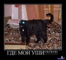 Кот =) фотография #2 (источник - https://vk.com/id89873718)