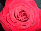 Фотография Колесниковой Марины