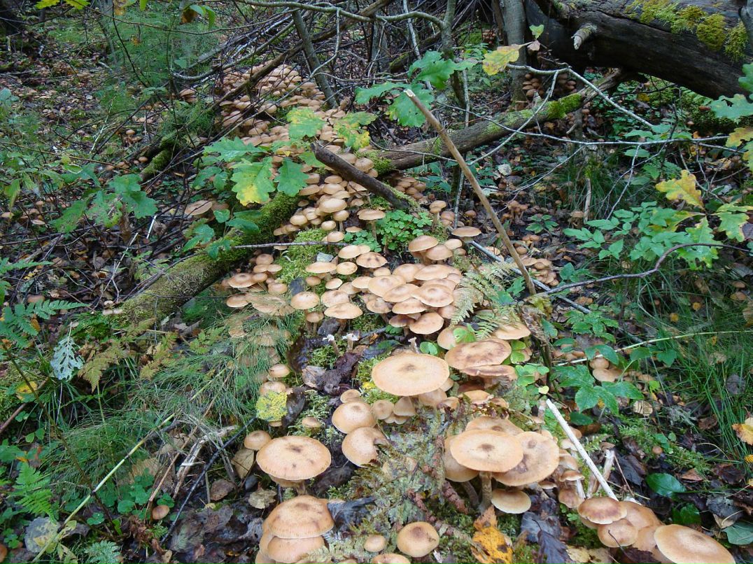 Эмма Кубло фотография #22