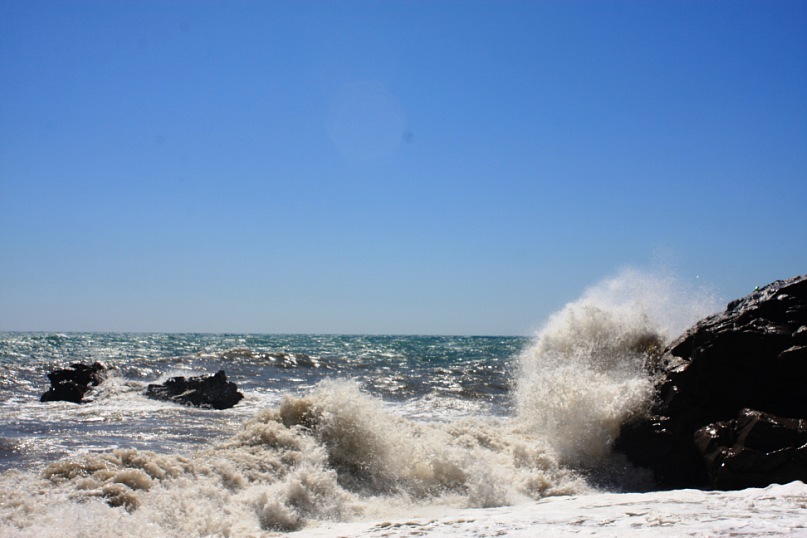 Phasma Morulus фотография #10