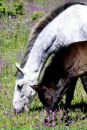 Фотография Horses Mariku