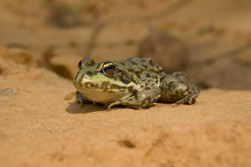 Святослав Тодер фотография #23