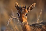 Фотография Атамановой Натальи