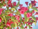 Софія ... фотография #36 (источник - https://vk.com/id56449790)