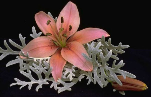 Ппппп Ааааа фото №1